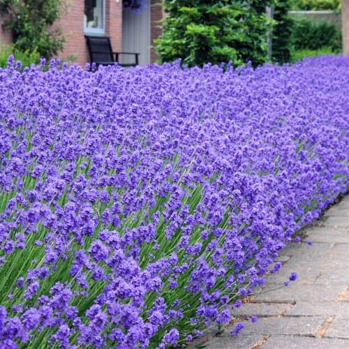 Image of Lavender Munstead 6 x 9cm Plants Grown in Lincolnshire
