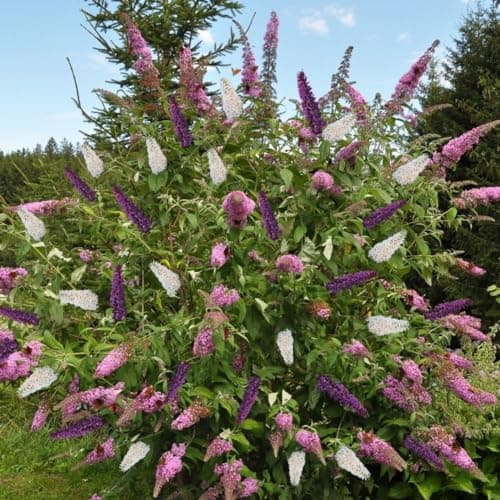 Image of Tricolour Butterfly Bush Trio - Buddleja davidii Triple 3-in-1 - Pink, White, Mauve Blooms - Attracts Butterflies - Hardy Flowering Shrub Trio – 2X 12cm Pot by Thompson and Morgan