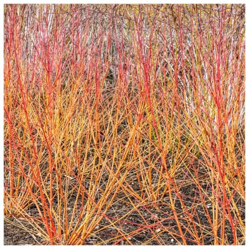 Image of Cornus Sanguinea/Winter Beauty Dogwood Plant 9cm Pot Stunning Winter Colours 3fatpigs®