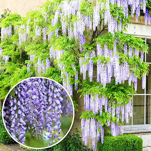 Image of Wisteria sinensis | Blue Flowering Deciduous Hardy Climbing Garden Shrub Plant (60-80cm Incl. Pot)