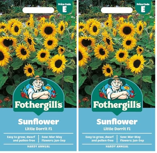 Image of Fothergill's Sunflower Little Dorrit F1 Flower Seeds, 25 Seeds, Sow: Mar-May, Yellow (Pack of 2)