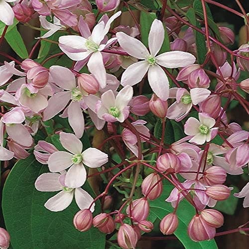 Image of Plant Theory 60cm Cane Clematis Hendersonii Rubra Pink Flowering Vine Climbing Plant 3L Pot