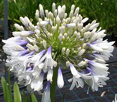 Image of Agapanthus Queen Mum Perennial Plant White and Violet Blue Flowers 9cm Pot
