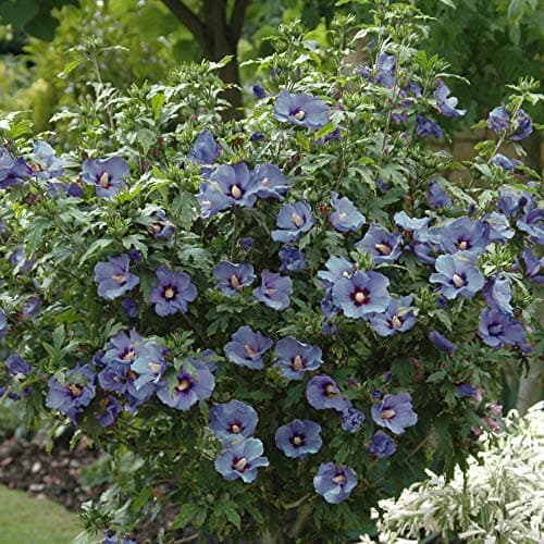 Image of Hibiscus Marina Plant in 3L Pot