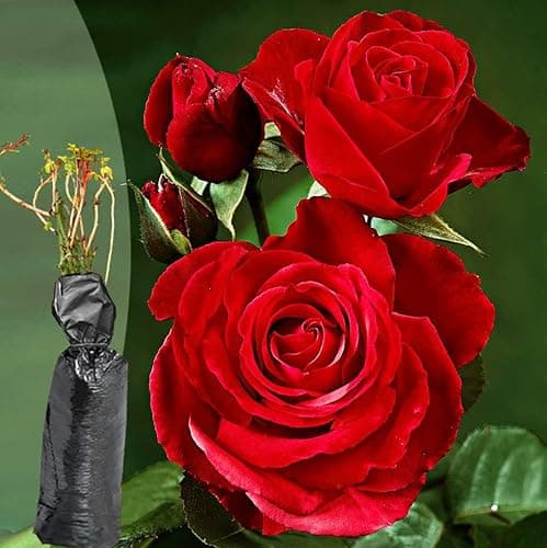 Image of 1 Fragrant Rosa Hybrid Tea Rose Deep Secret Rich Dark Red Blooms Bare Rooted Bush Plant - Brighten Garden Outdoor Landscape Shrub Border Walkway Hedge