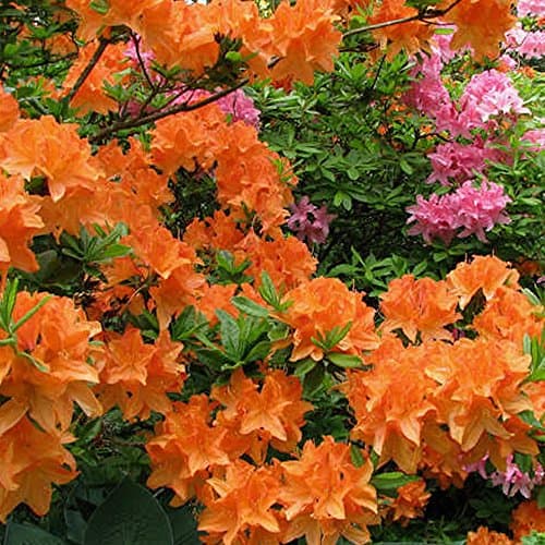 Image of 1 X Orange Azalea Japanese Evergreen Shrub Hardy Garden Plant in Pot (9cm Pot, 20-30cm)