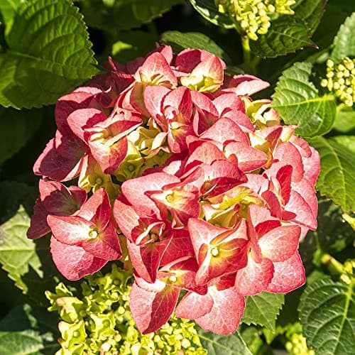 Image of Hydrangea serrata Plant ‘Preziosa' Deciduous Hardy Shrub Mophead Pink Blooms Autumn Colour RHS AGM Easy to Grow Flowers 1 x 3.6 Litre Potted Plants by Thompson and Morgan