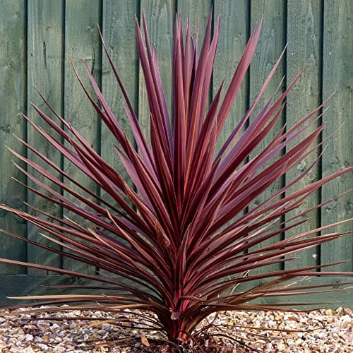 Image of GardenersDream Cordyline Torbay Red Plant in Pot - Colourful Evergreen Hardy Shrub - Healthy Cabbage Palm Plant - Ornamental Shrubs for Gardens, Patio, Borders (15-35cm, incl. 9cm Pot)