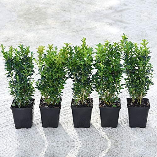 Image of Box Shrub x 5 Buxus Hedge Plants Hardy Evergreen Hedging Shrub Topiary for Outdoors & Patio Containers Buxus Sempervirens in 9cm Pots by Thompson & Morgan