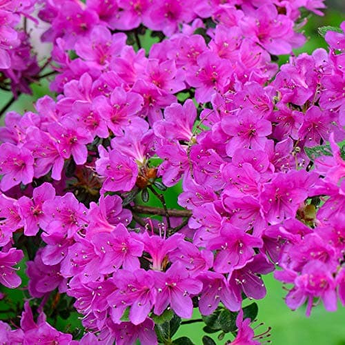 Image of Purple Azalea Japanese Evergreen Shrub Outdoor Flowering Garden Plant in Pot (9cm Pot, 20-30cm)