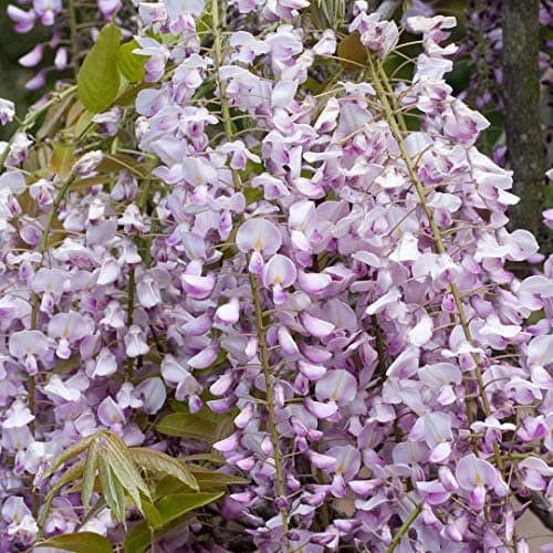 Image of Wisteria floribunda Pink Ice-Grafted Plant in 9 cm Pot