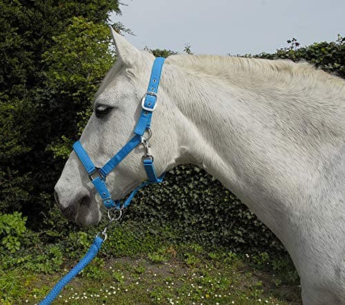 Image of Rhinegold Unisex's Carnival Headcollar & Rope, Turquoise, Full
