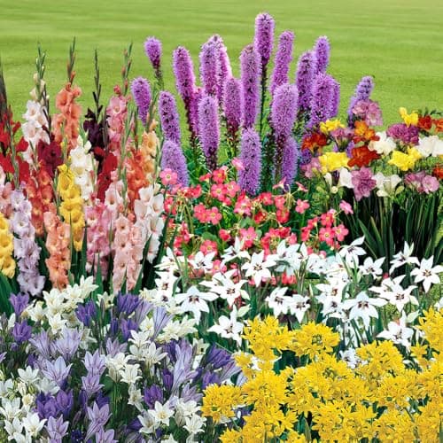 Image of You Garden - Summer Flowering Bulb Mixed Pack, 300 Bulbs, 7 Varieties for Summer Long Colour, Bulk Buy Collection