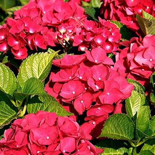 Image of 1 X Hydrangea MACROPHYLLA 'Teller RED' DECIDUOUS Shrub Hardy Plant in Pot