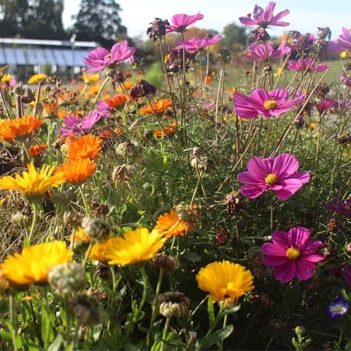 Image of Wildlife Mixture Seeds – British Wildflowers, A Great Source for Wildlife – RHS Plants for Pollinators – Hardy Annuals & Perennials – for Your Beautiful Garden