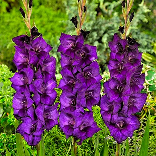 Image of schone Gladiolus Large Flowering – Glowing Addition – Perennial – Summer Flowering Bulbs – for Your Beautiful Garden (10 x Gladiolus Large Flowering Purple Flora)