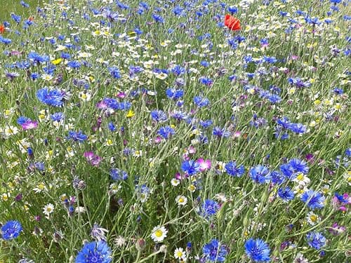 Image of Roselyn Seeds British Annual Wildflower Seed Mix | Bee & Butterfly Wild Flower Mixture, Grass Free | Sow in Spring or Autumn | Flowers All Summer (100 Grams - Covers 20m²)