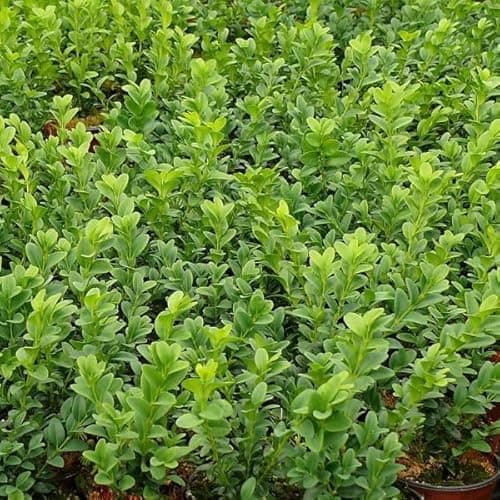 Image of 10 Common Box/Buxus Sempervirens 10-20cm Tall Evergreen Hedging Plants in 9cm Pots 3fatpigs®
