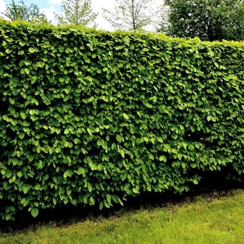 Image of Hornbeam Trough-Grown Hedge - Fast-Growing, Low-Maintenance Hedging for Instant Privacy | Carpinus Betulus, Ideal for Borders & Specimen Trees - 1x 3 Litre Potted Plant by Thompson & Morgan