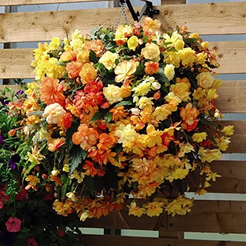 Image of Begonia x Tuberhybrida ‘Apricot Shades Improved’ Garden Flowering Half-Hardy Perennial Hanging Basket Plants F1 Hybrid pre-Planted Pot 35cm (14in) by Thompson and Morgan