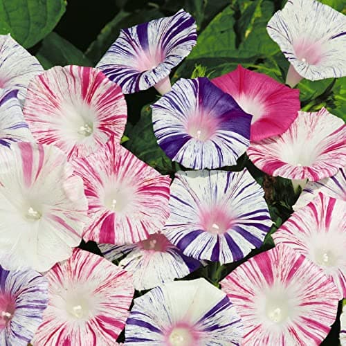 Image of Morning Glory Seeds 'Carnevale di Venezia' Ipomoea purpurea Convolvulus Half-Hardy Annual Pink Blue White Striped Blooms Easy To Grow Your Own Climbing Flowers (Approx 35 Seeds) by Thompson and Morgan