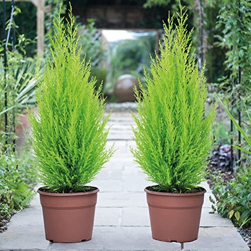 Image of Italian Cypress Wilma Conifer Tree - 1 x Cupressus Plant in 10.5cm Pot, Ideal for Outdoor Gardens, Easy to Grow, Ideal for Borders & Containers by Thompson & Morgan