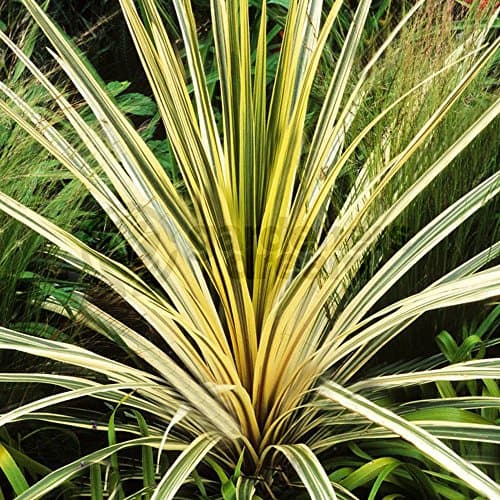 Image of Cordyline Australis Torbay Dazzler Evergreen Outdoor Hardy Garden Plant in Pot (3 Litre Pot, 40-60cm)