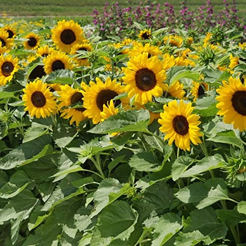 Image of Sunflower Helianthus annuus Seeds 'Little Dorrit' F1 Hybrid Hardy Annual Yellow Blooms Easy to Grow Your Own Garden Flowers 1x Packet (Approx. 20 Seeds) by Thompson and Morgan