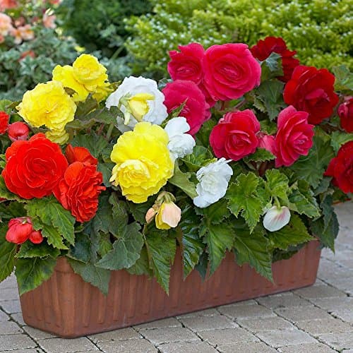 Image of Mixed Double Begonia 5, 10 or 20 XL tubers Size 6+ - Free P&P!! - Millthorpr Plant (5)