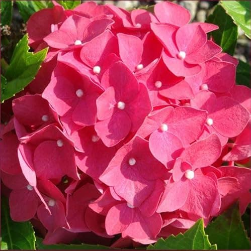 Image of Suttons Hydrangea macrophylla 'Leuchtfeuer' Garden Flower 'Lighthouse Firelight Mophead Hardy Shrub Outdoor or Patio Container Plant Pot 1 x 3.6 Litre (1 x 3.6 Litre Pot)