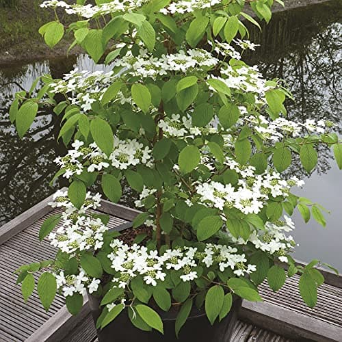 Image of Japanese Snowball Bush Viburnum Kilimanjaro Sunrise Plant Hardy Shrub Elegant White Blooms Viburnum plicatum f. tomentosum 3-Litre Potted Plants by Suttons (2)