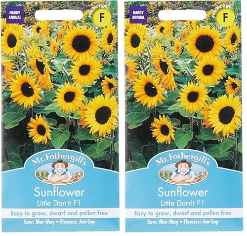 Image of Mr Fothergill's 24272 Flower Seeds, Sunflower Little Dorrit F1, Yellow (Pack of 2)