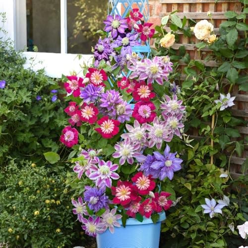 Image of Clematis Florida ‘Taiga’ Double Violet & White Flowers, Stunning Climber with Barrel Tower Pot 1X 9cm Potted Plant & Barrel Tower Pot by Thompson and Morgan