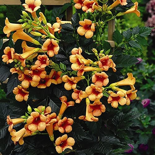 Image of Campsis Indian Summer Climbing Flower Plant Trumpet Vine Large Garden Plants Hardy Perennial Drought Tolerant Exotic Flowers for Trellis Fences Walls Supplied in 2-Litre Nursery Pots by Suttons (3)