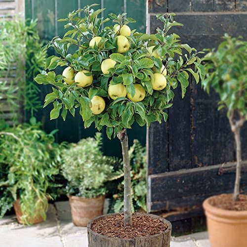 Image of Thompson & Morgan Potted Mini Fruit Tree Apple, Small Gardens & Patios, High Yielding with Delicious Fruit in Autumn, Easy to Grow, 1 x Malus (Apple) ‘Golden Delicious’ Plant in a 9cm Pot