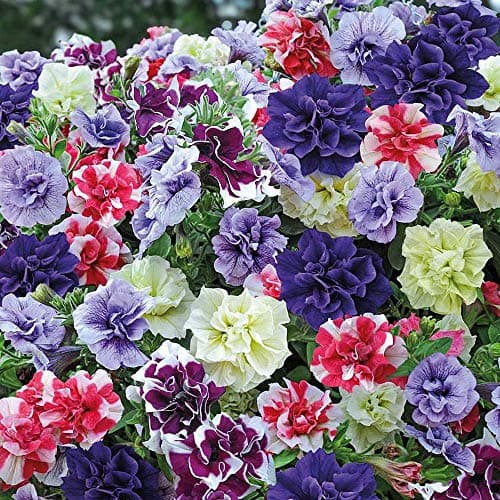 Image of Petunia Plug Plants, Trailing Summer Flowering Bedding Plants, Double Flowers Mix, Gardens & Patios, Hanging Baskets, Petunia Tumbelina Frills & Spills Plug Plants by Thompson & Morgan (5)