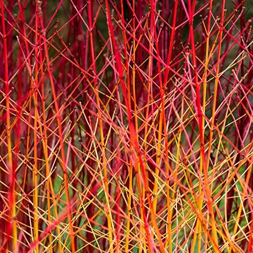 Image of Cornus Sanguinea Midwinter Fire Outdoor Flowering Garden Ready Plant in Pot (9cm Pot, 20-30cm)