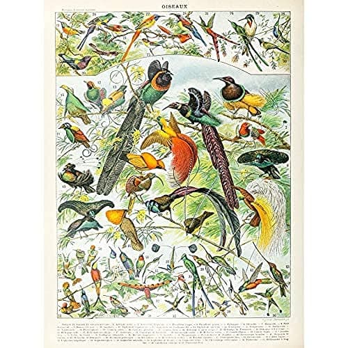 Image of Artery8 Millot Encyclopedia Page Birds Paradise Art Print Canvas Premium Wall Decor Poster Mural