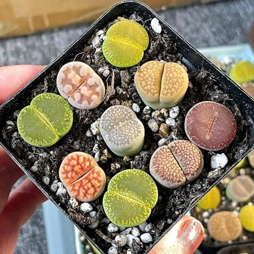 Image of 9pcs Lithops in 7cm Pot, Brilliant Colour Lithops Living Stones Plants, Easy-Care Cactus Succulent House Plant in Pot - Live Plants