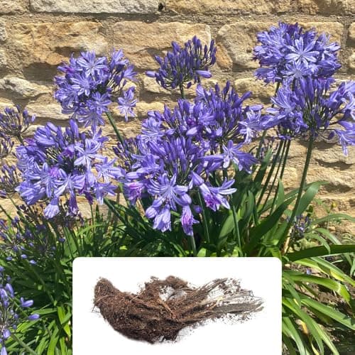 Image of 1 Agapanthus Africanus Plant Root – Summer-Flowering with Stunning Blue Blooms – Perfect for Your Garden – Grown for UK Climate Conditions