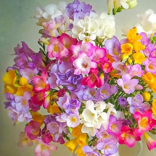 Image of 20 Freesia Double Mix Bulbs for Planting, Summer Flowering Perennial Fragrant Garden Flowers, Outdoor Beds Indoor Pots Patio Containers Cut Flower Bouquets Spring Plant Corms Premium Bulb