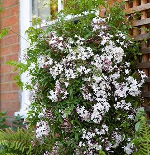 Image of Jasminum polyanthum Starry Starry Night Jasmine 9cm Pot x 1 by Thompson & Morgan (1)