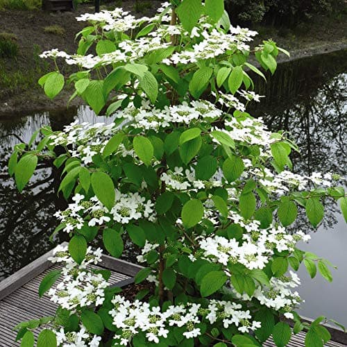 Image of Japanese Snowball Viburnum Plant Hardy Elegant White Blooms, Upright Growing for Shrub Borders Cottage & Woodland Gardens, 1 x 3 Litre Pot Viburnum Plicatum Kilimanjaro by Thompson and Morgan