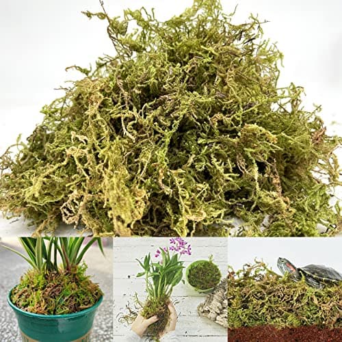 Image of Natural Sphagnum Moss, 5 Quarts Dried Moss for Potted Plants, Indoor Ideal Moist Repotting Sphagnum, Terrarium Decor, Orchid Soil Medium, Reptile Snails Tortoise Snake Substrate Habitat Decoration