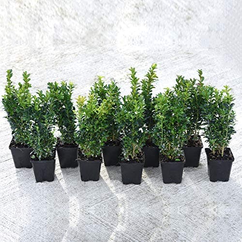 Image of Box Plants for Hedging Evergreen Shrub 10 x Buxus Hedge Plants, Hardy Shrub, Topiary, for Outdoors & Patio Containers, 10 x Buxus Sempervirens Plants in 9cm Pots by Thompson & Morgan
