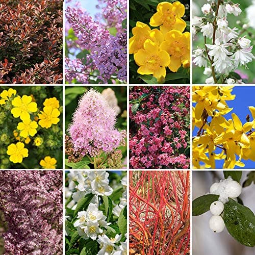 Image of YouGarden Winter Shrubs Collection, 12 Bare Root Bushes, UK Garden Plants, Year Round Interest, Perfect for Outdoor Plant Pots, Bedding or Borders