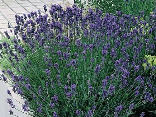 Image of Pack x6 English Lavender Angustifolia 'Munstead' Perennial Garden Plug Plants