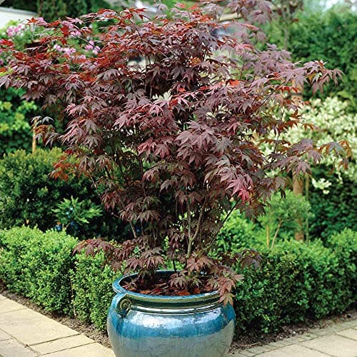 Image of Japanese Maple, Acer Palmatum Atropurpureum, 1 x 3-Litre Potted Plant, Ideal for beds and Borders, Patio pots and containers