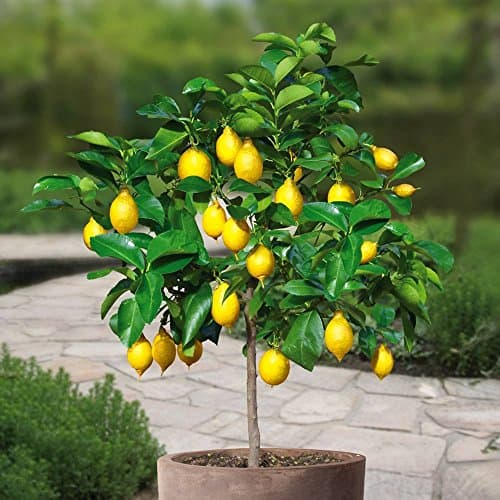 Image of Lemon tree Standard - 1 tree