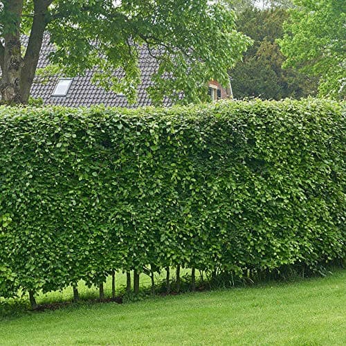 Image of Suttons Hornbeam Carpinus betulus Hedging Plant, Native Tree Species, British Grown, Retains Many Leaves in Winter, Supplied at 30-45cm Tall, 2-Litre Potted Plant(s) (1)